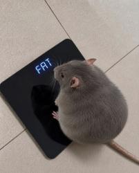 184 KB